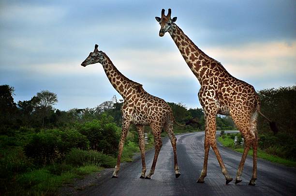 giraffes while croasing a road mikumi for 2026 - 2027